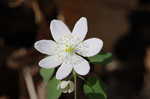 Rue anemone <BR>Windflower